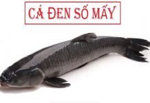 ca-den-so-may