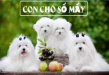 con-cho-so-may