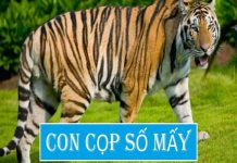 con-cop-so-may