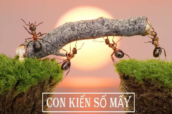 con-kien-so-may