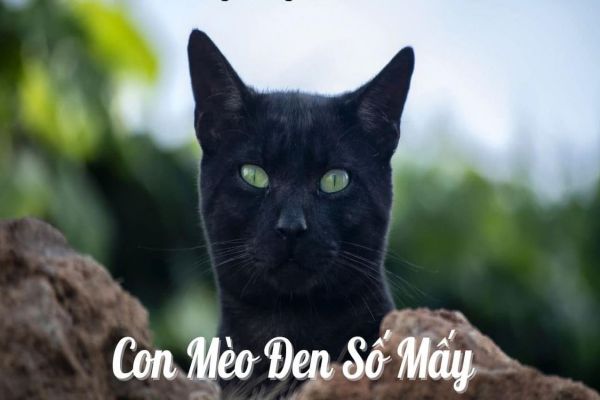 con-meo-den-so-may