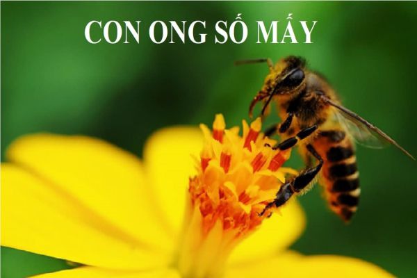 con-ong-so-may