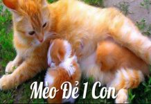 meo-de-1-con