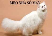 meo-nha-so-may