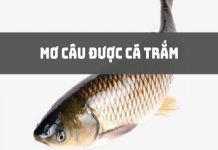mo-cau-duoc-ca-tram