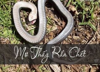 mo-thay-ran-chet