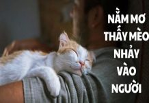 nam-mo-thay-meo-nhay-vao-nguoi