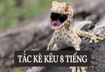 tac-ke-keu-8-tieng