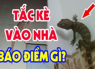 tac-ke-vao-nha